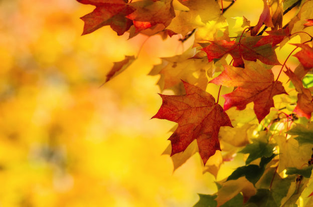 Colourful autumn maple leaves on a tree branch. Yellow autumn leaves