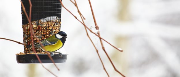 Great tit sitting on a birdfeeder with peanuts