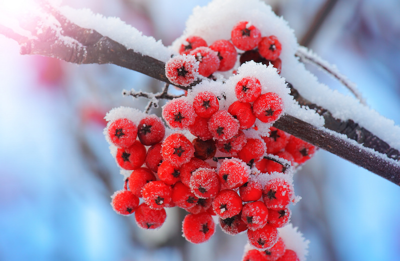 Frost-covered berries in the cold of winter.