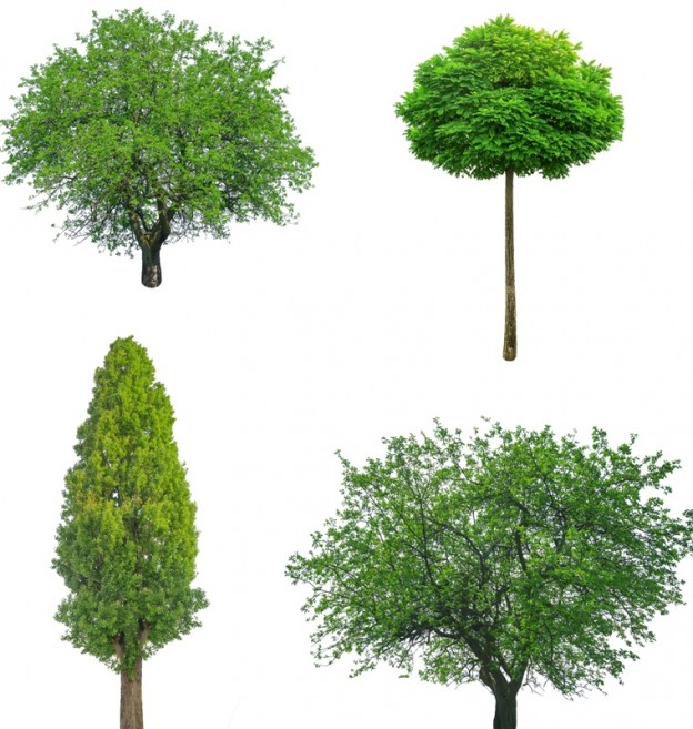 Four different tree forms