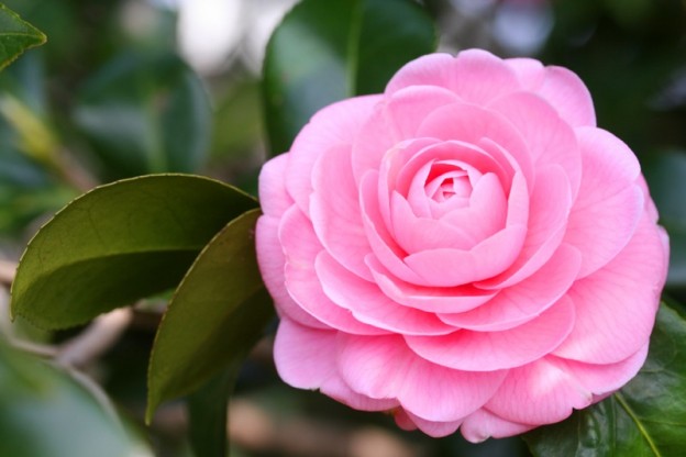 Camellias are easy to grow