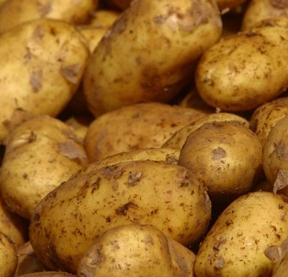 Home grown potatoes, start growing yours today!