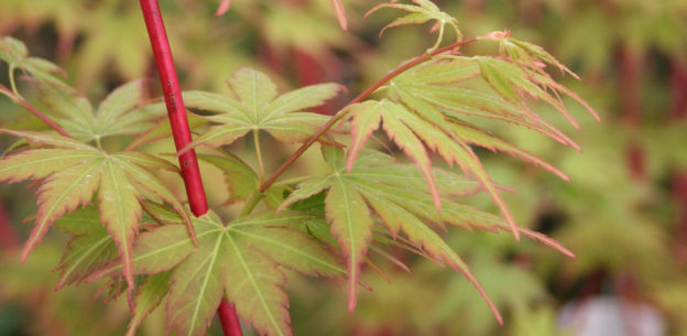 Acer Palmatum Sangokaku