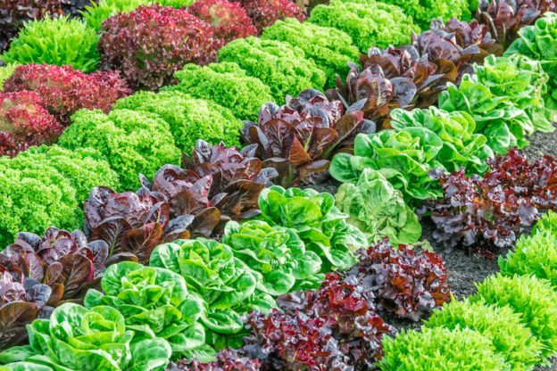 Garden colour with lettuces