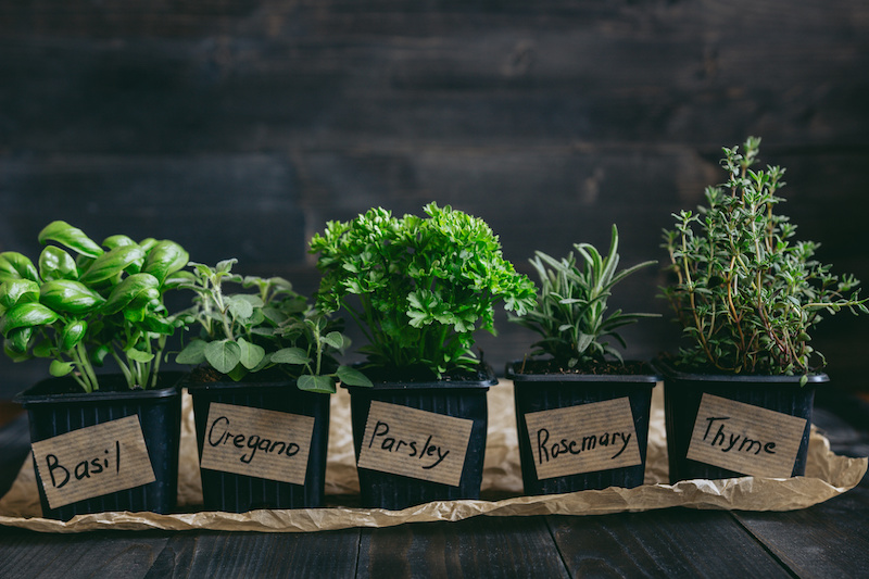 Fresh herbs are a great addition to any garden.