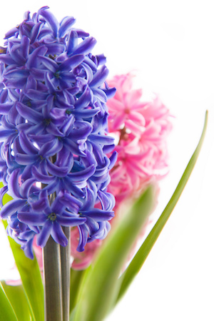 Hyacinths make a great floral gift