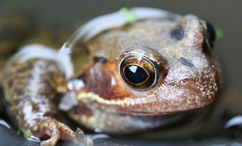 Frog in a wildlife pond