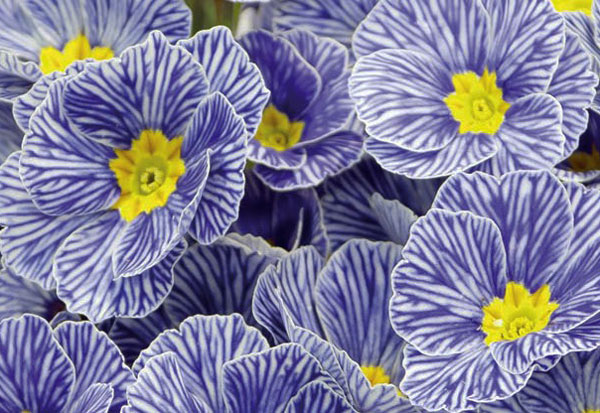Primula Zebra Blue - voted as our most popular primrose variety 2018.