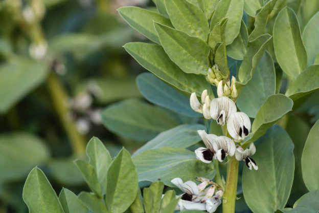 Broad Bean Plants with flower showing