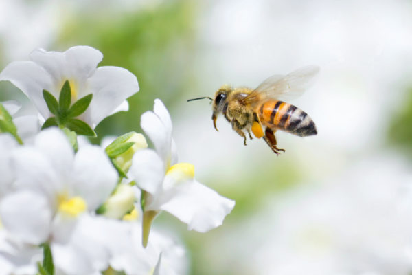 White Nemesia flower with honeybee hovering over it