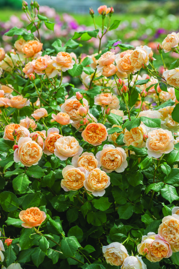Roald Dahl Ausowlish Rose bush in full flower