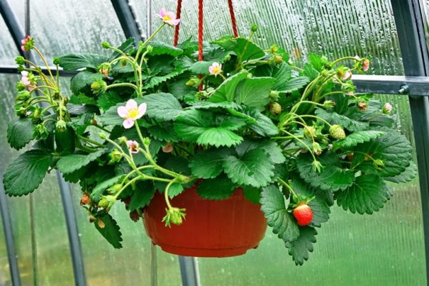 Strawberries being grown in a hanging basket.