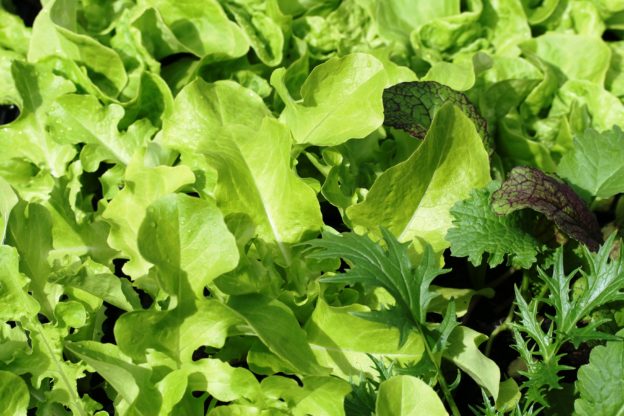A mix of salad leaves that grow as cut and come again salad