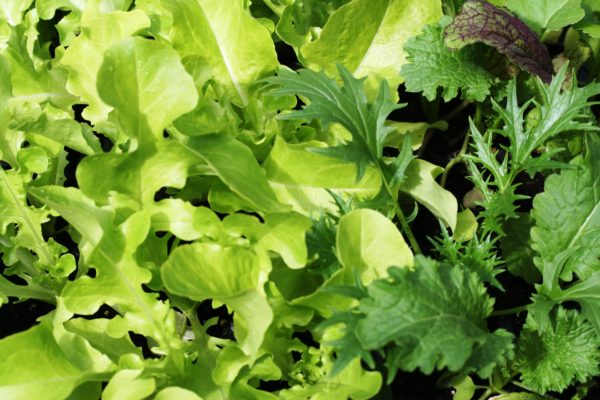 A variety of salad leaves that are suitable to use as cut and come again leaves