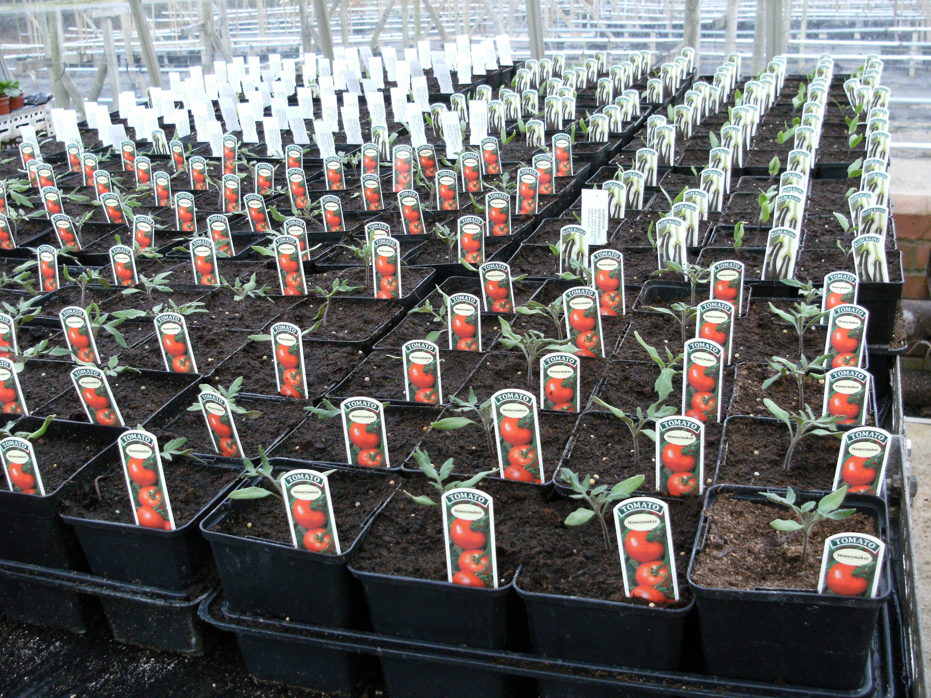 Rows of tomato seeds being grown into tomato plants for sale in the garden centres.