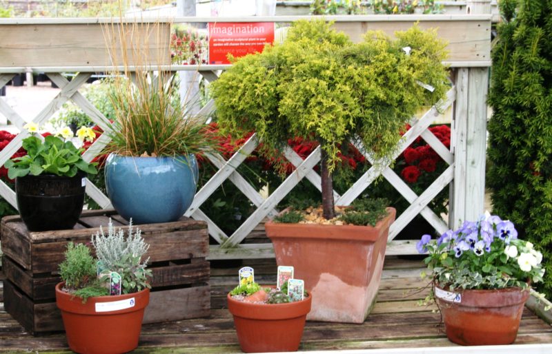 A display of different planted containers at different heights to create an interesting aspoect of the garden.