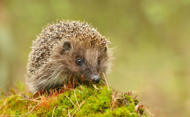 Young hedgehog