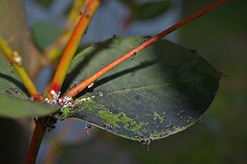 Sooty mould on leaf and stem