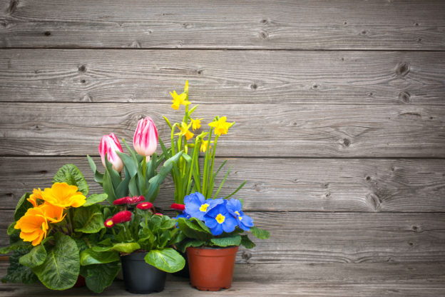 Get Into Gardening Event: 16th & 17th March. 20% off most garden plants.