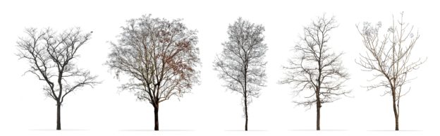 Set of winter deciduous on white background