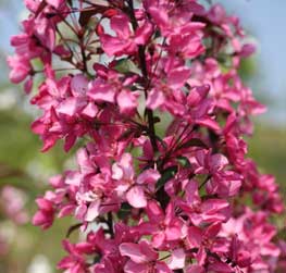 Image of crab apple Malus Liset