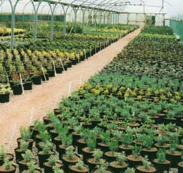 Image of shrubs growing in our nursery tunnels.