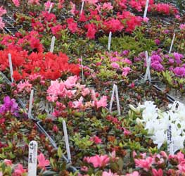 Image of young Azalea cuttings