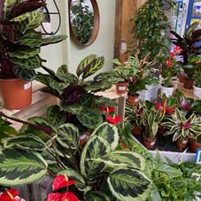 Image of flowering and foliage indoor plants