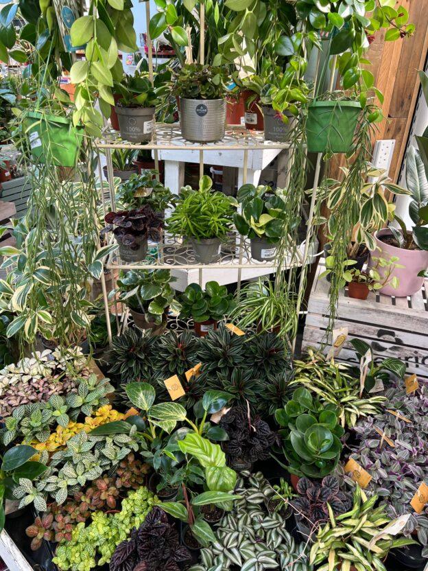 Part of our Houseplant Section
