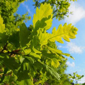 national tree week