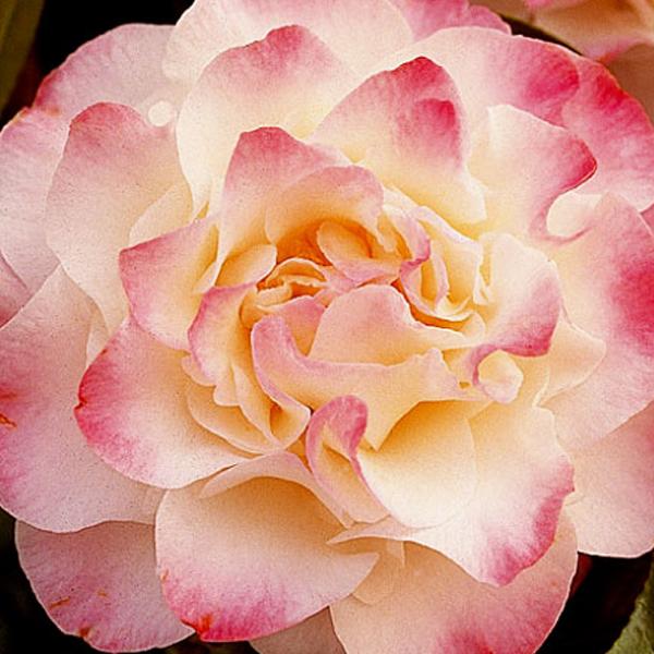 we love camellia