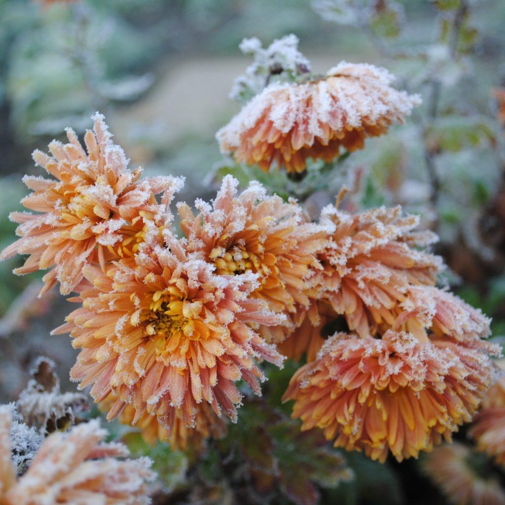 St Bridget Nurseries Sidmouth Rd, Clyst St Mary Exeter