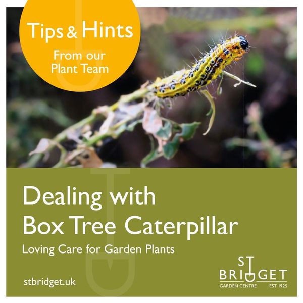 dealing with box tree caterpillar