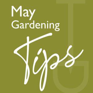 may gardening tips