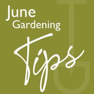 june gardening tips