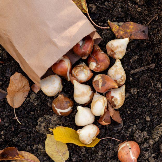 how to plant spring bulbs