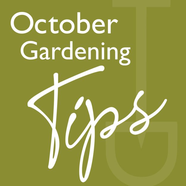 What to do garden october