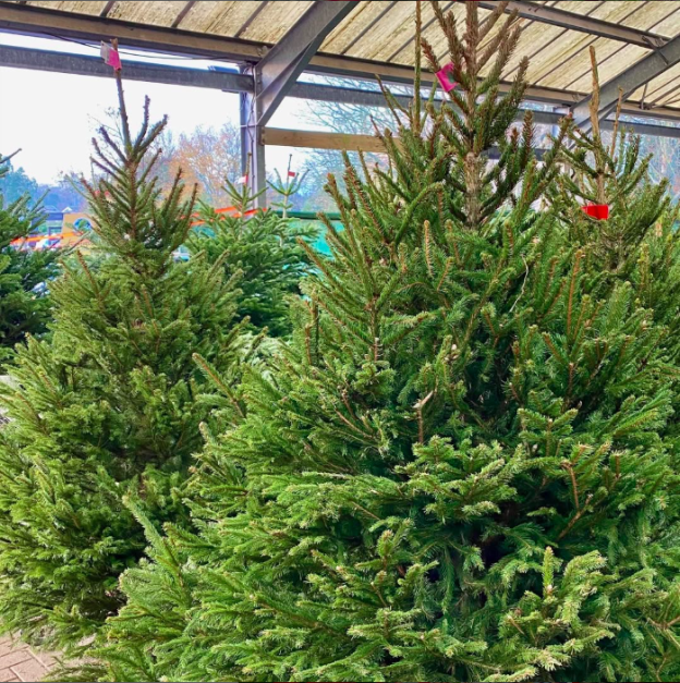 Choosing the Perfect Christmas Tree