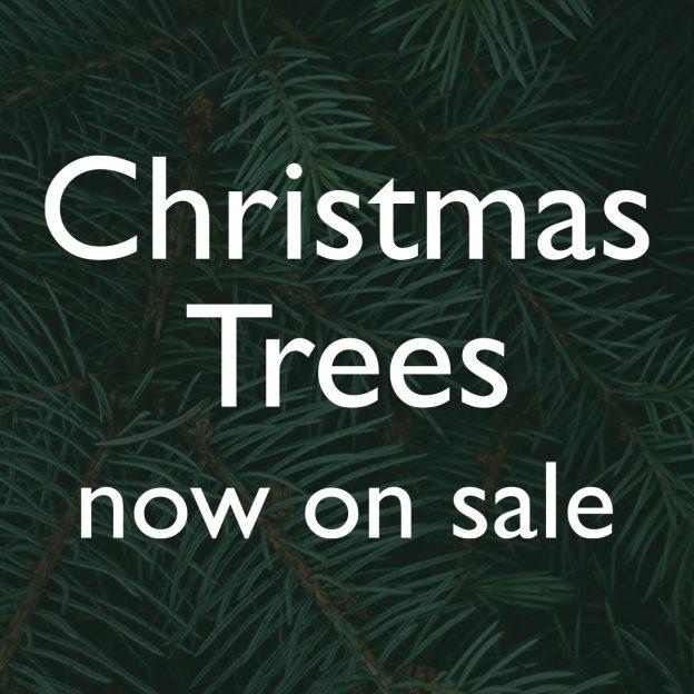 Christmas Tree Shop