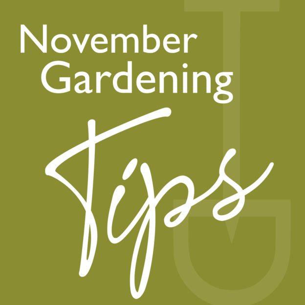 What to do garden november