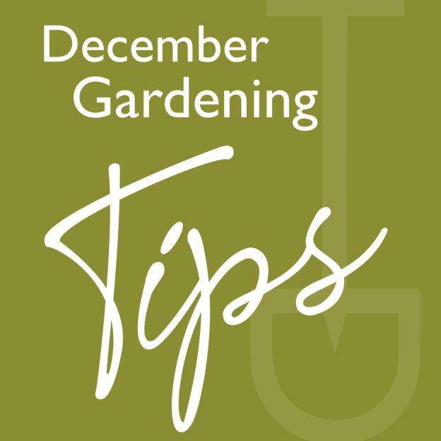 What to do garden december