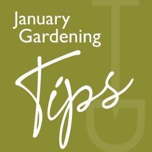 What to do garden january