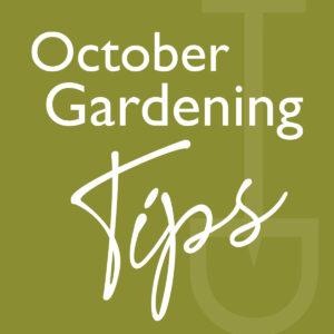 what to do garden october