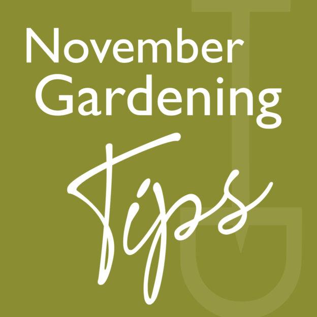 what to do garden november