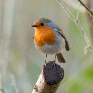 winter at st Bridget